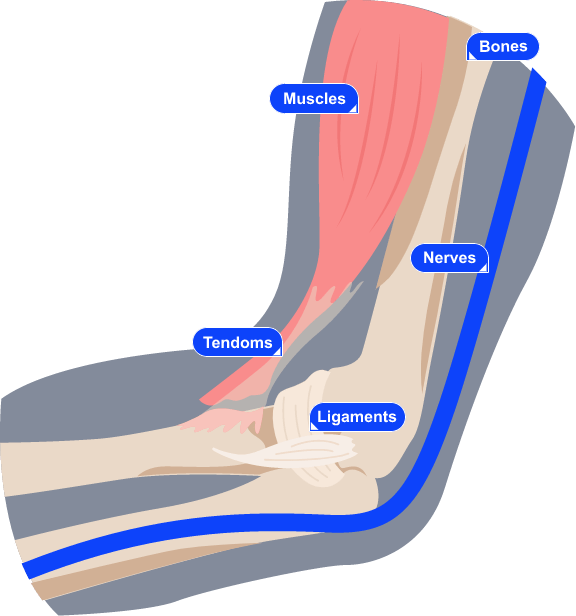 impression of the muscles